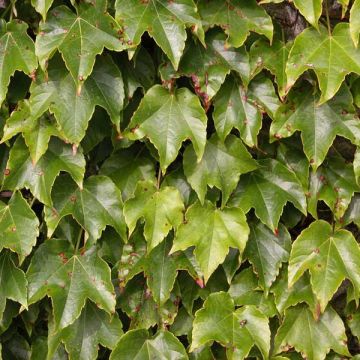 Parthenocissus tricuspidata Veitchii