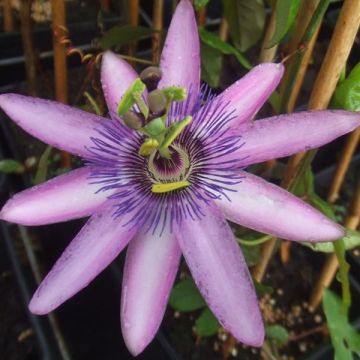 Passiflora Lavender Lady