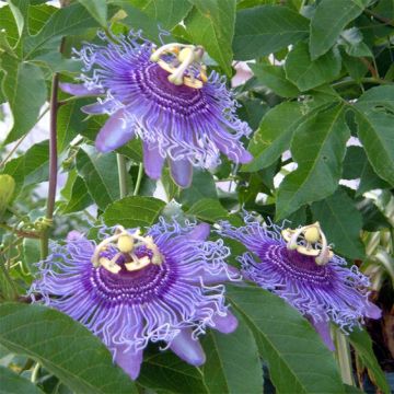 Passiflora Incense