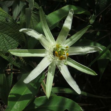 Passiflora mucronata