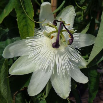 Passiflora subpeltata