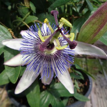 Passiflora Amethyst Blanche