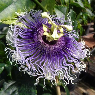 Passiflora Byron Beauty