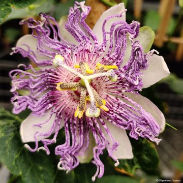 Passiflora incarnata Eia popeia