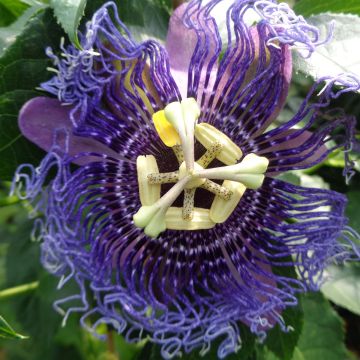 Passiflora Essenza