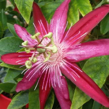 Passiflora Michael