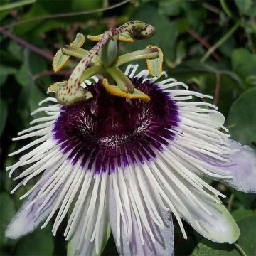 Passiflora Panda