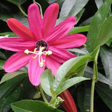 Passiflora Exoniensis