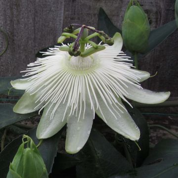 Passiflora Snow Queen