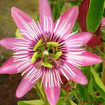 Passiflora Victoria