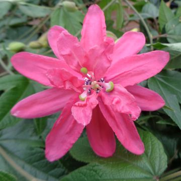 Passiflora insignis Pink Passion