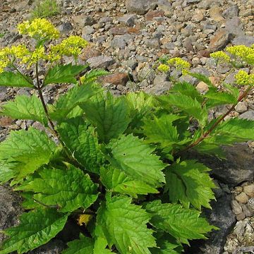 Patrinia gibbosa