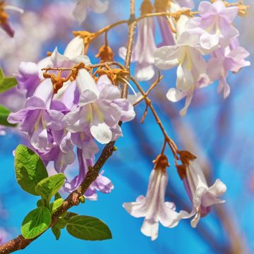 Paulownia fortunei April Light