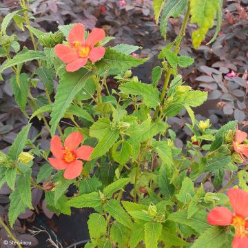 Pavonia Flamboyant