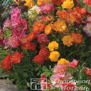 Eschscholzia Jelly Beans - Papavero della California