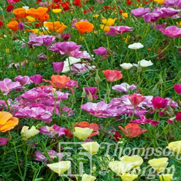 Eschscholzia Monarch Mixed - Papavero della California