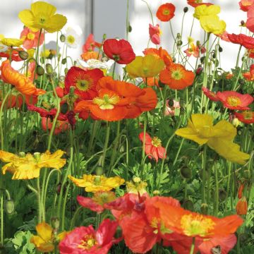 Papaver nudicaule Bulles de Champagne Mix