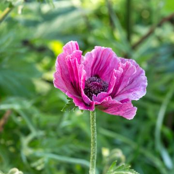 Papaver orientale Harlem