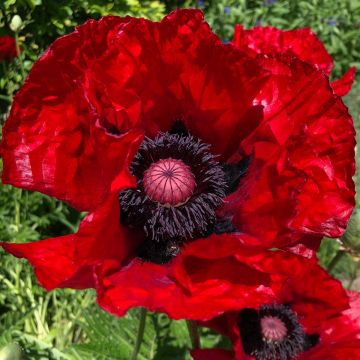 Papaver orientale Heartbeat