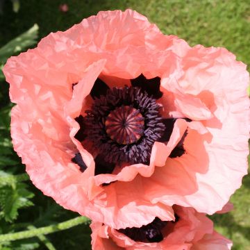 Papaver orientale Little Dancing Girl