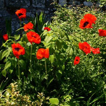 Papaver orientale Beauty of Livermere