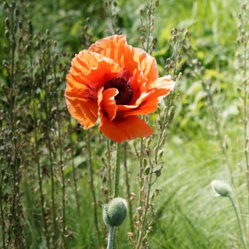 Papaver orientale Harvest Moon