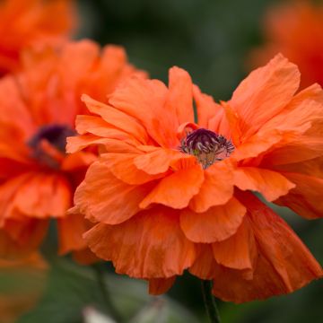 Papaver orientale May Queen