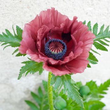 Papaver orientale Patty's Plum