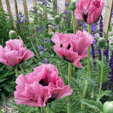 Pavot d'Orient Pink Perfection - Papaver orientale