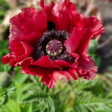 Pavot d'Orient Red Rumble - Papaver orientale