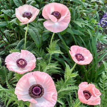 Papaver orientale Shasta