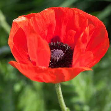 Papaver orientale Allegro