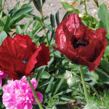 Papaver orientale Royal Chocolate Distinction