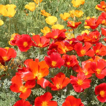 Eschscholzia Red Chief - Papavero della California