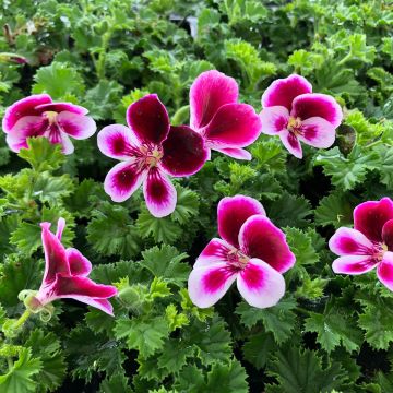 Pelargonium Angel's Perfume