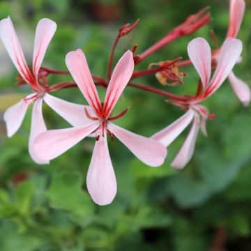 Pelargonium acetosum - Pelargonio