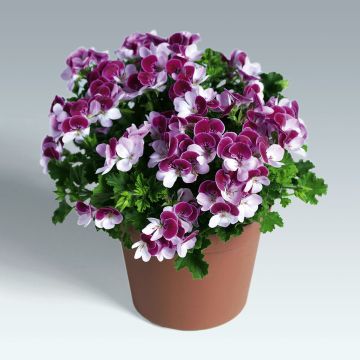 Pelargonium Angel Eyes Bicolor Purple White