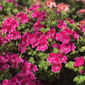 Pelargonium Angel Eyes Magenta