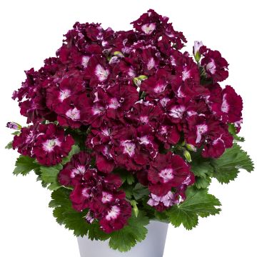 Pelargonium Bermuda Merlot