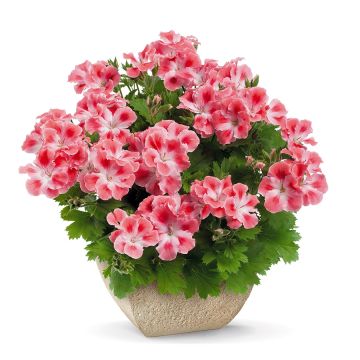 Pelargonium Candy Flowers Peach Cloud