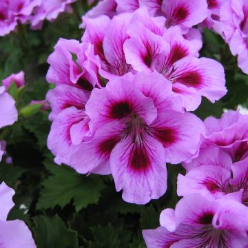 Pelargonium Cynthia