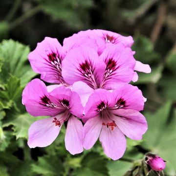 Pelargonium Cola Bottles - Geranio odoroso