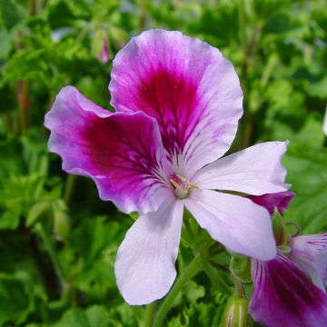 Pelargonium Kettlebaston - Geranio odoroso