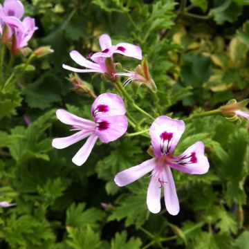 Pelargonium Lemon fancy - Geranio odoroso