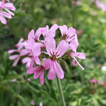 Pelargonium graveolens Robert's Lemon Rose - Pelargonio odoroso