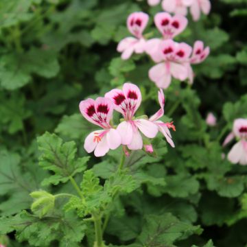 Pelargonium quercifolium