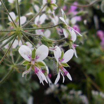 Pelargonium tomentosum