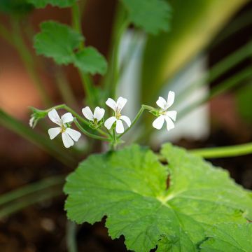 Pelargonium odoratissimum - Pelargo odoroso