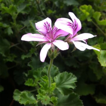 Pelargonium crispum Prince Rupert