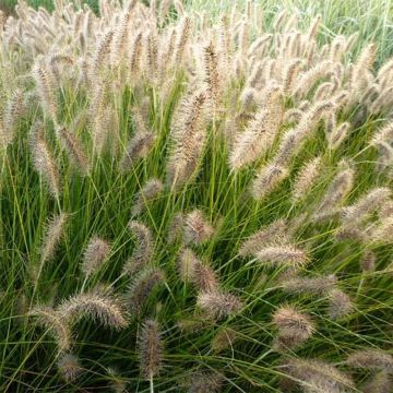 Pennisetum alopecuroïdes Gelbstiel